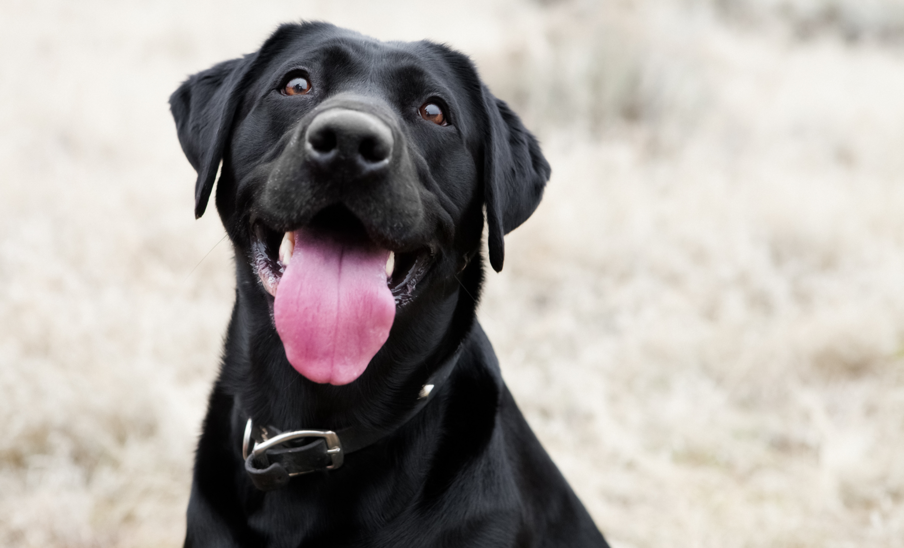 Do Overweight Dogs Die Sooner?