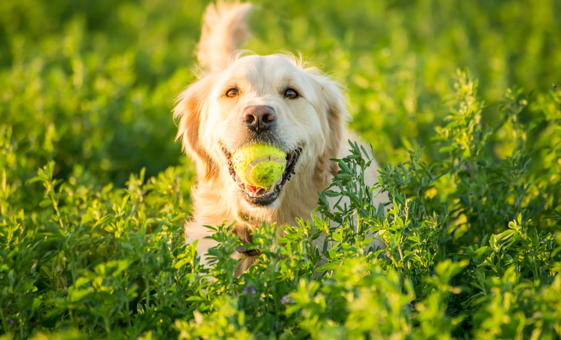 Gut Health for Dogs