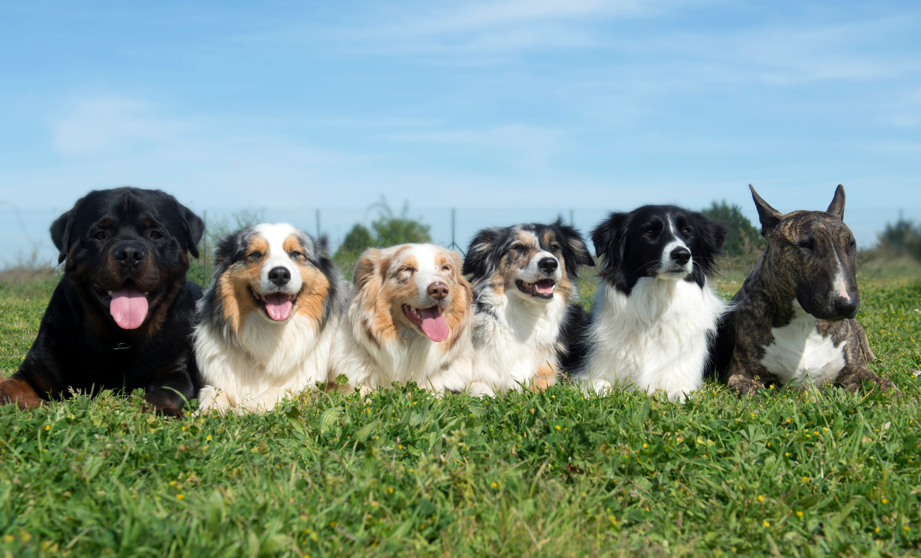 Is Collagen Peptides Good for Dogs?
