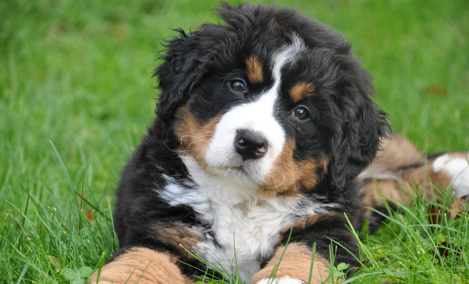 How to Help My Dog Live Longer