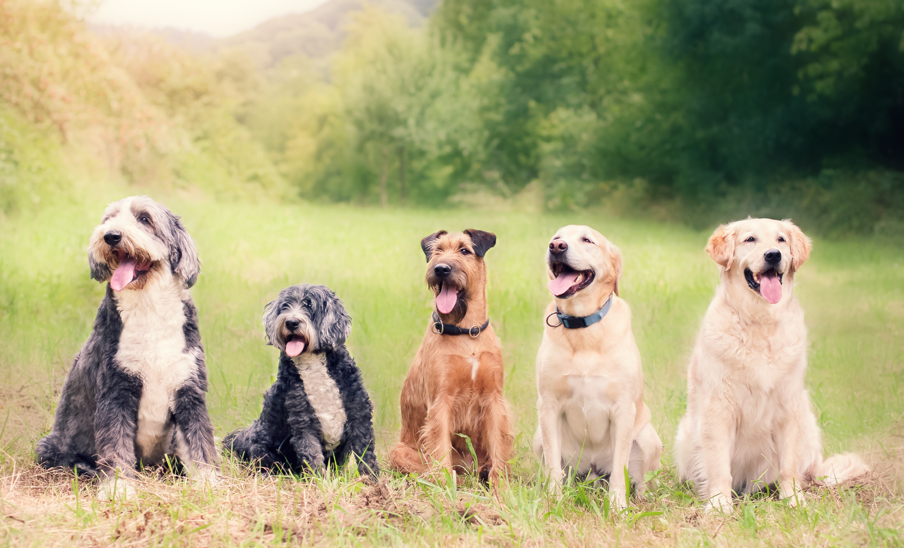 Peptides for Dogs with Cancer