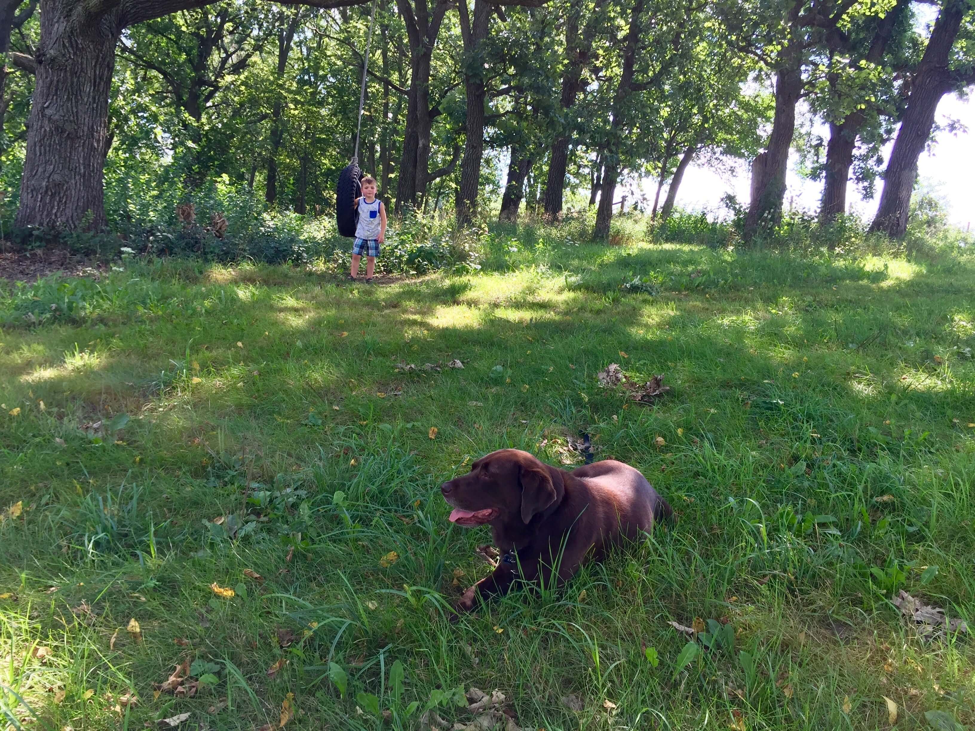 Do You Wish You Could Have More Time with the Dogs You Love?