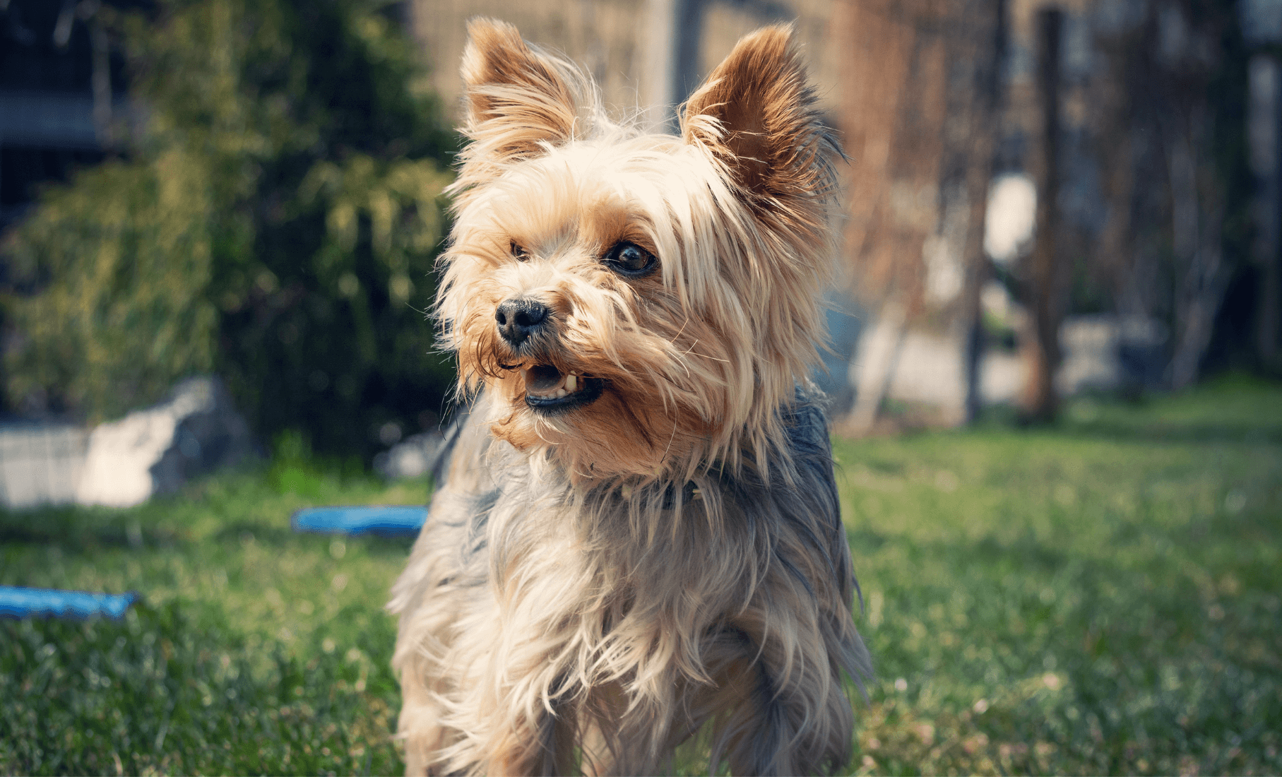 Best Glucosamine Supplement for Dogs vs. Pet Doctors Choice