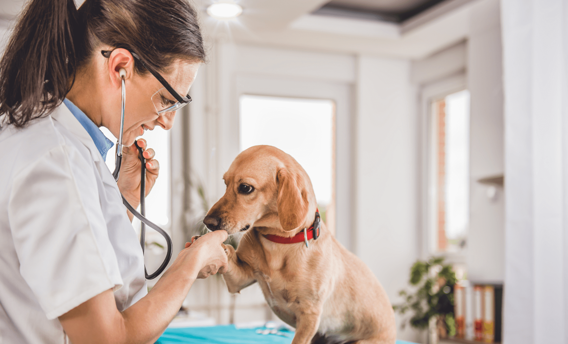 Hip and Joint Health Supplements for Dogs: A Complete Guide to Keeping Your Canine Companion Mobile and Pain-Free