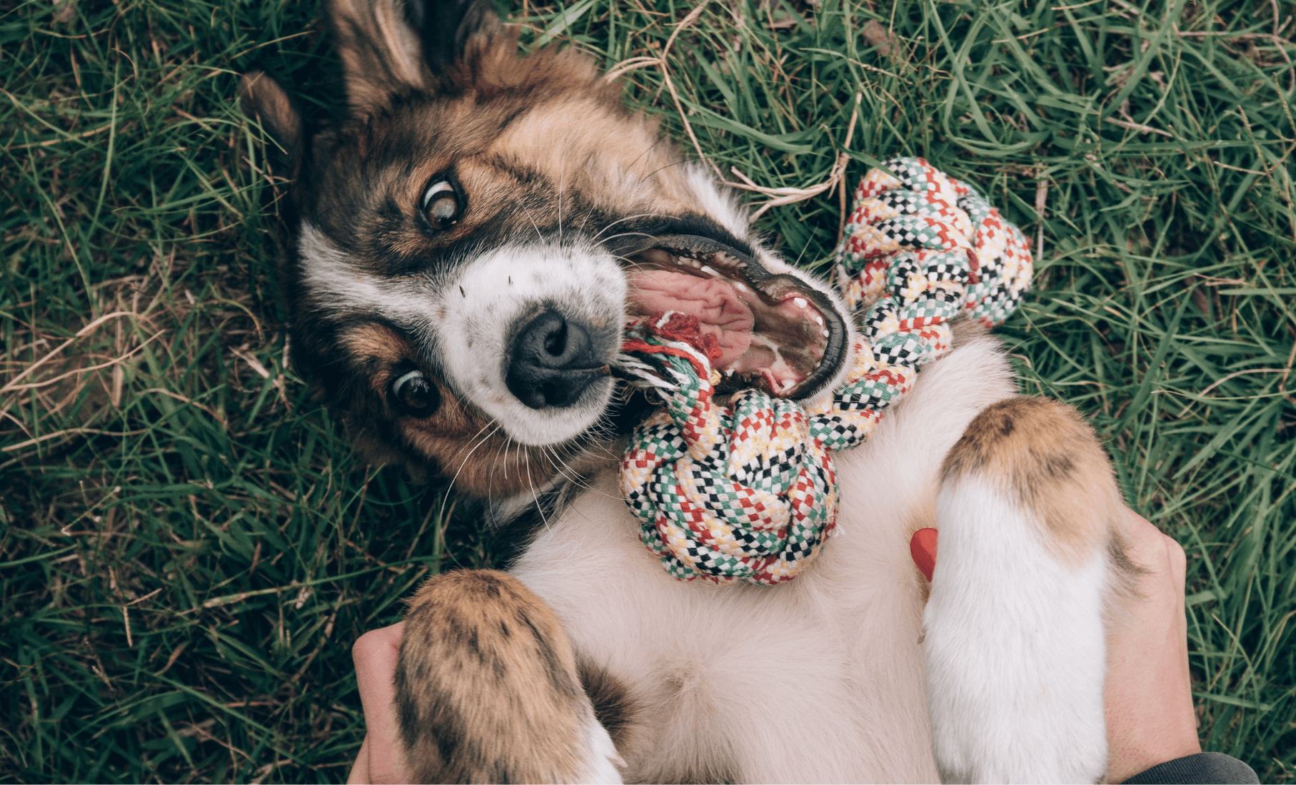 Peptides: A Breakthrough for Dog Arthritis