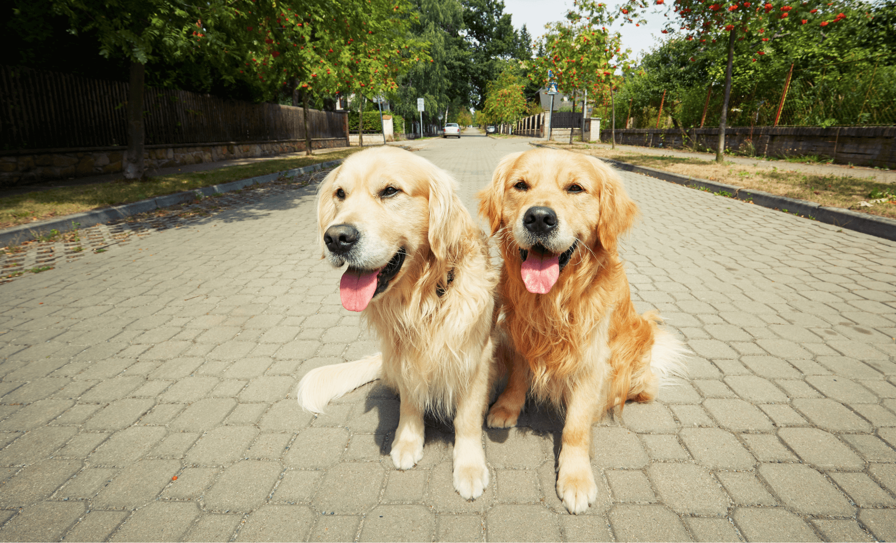 Understanding Hip Problems in Dogs and When to Consider OTC Treatment