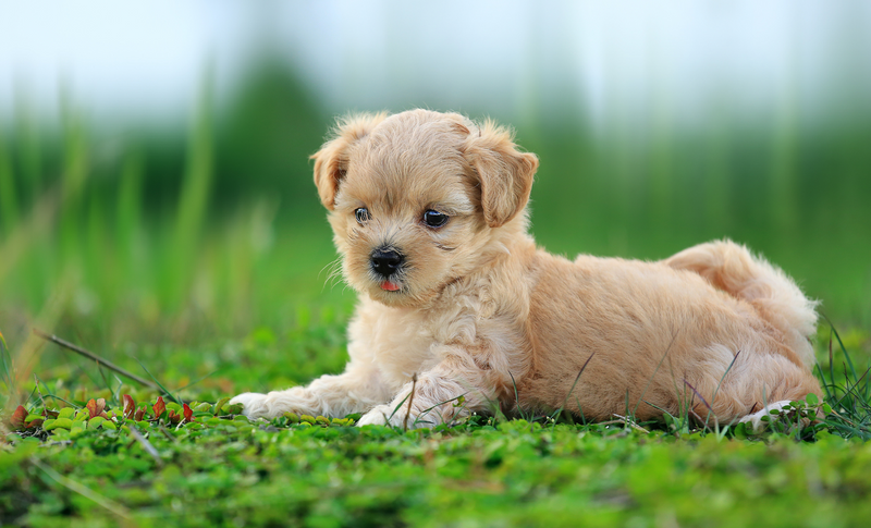 Why This Matters For Dogs