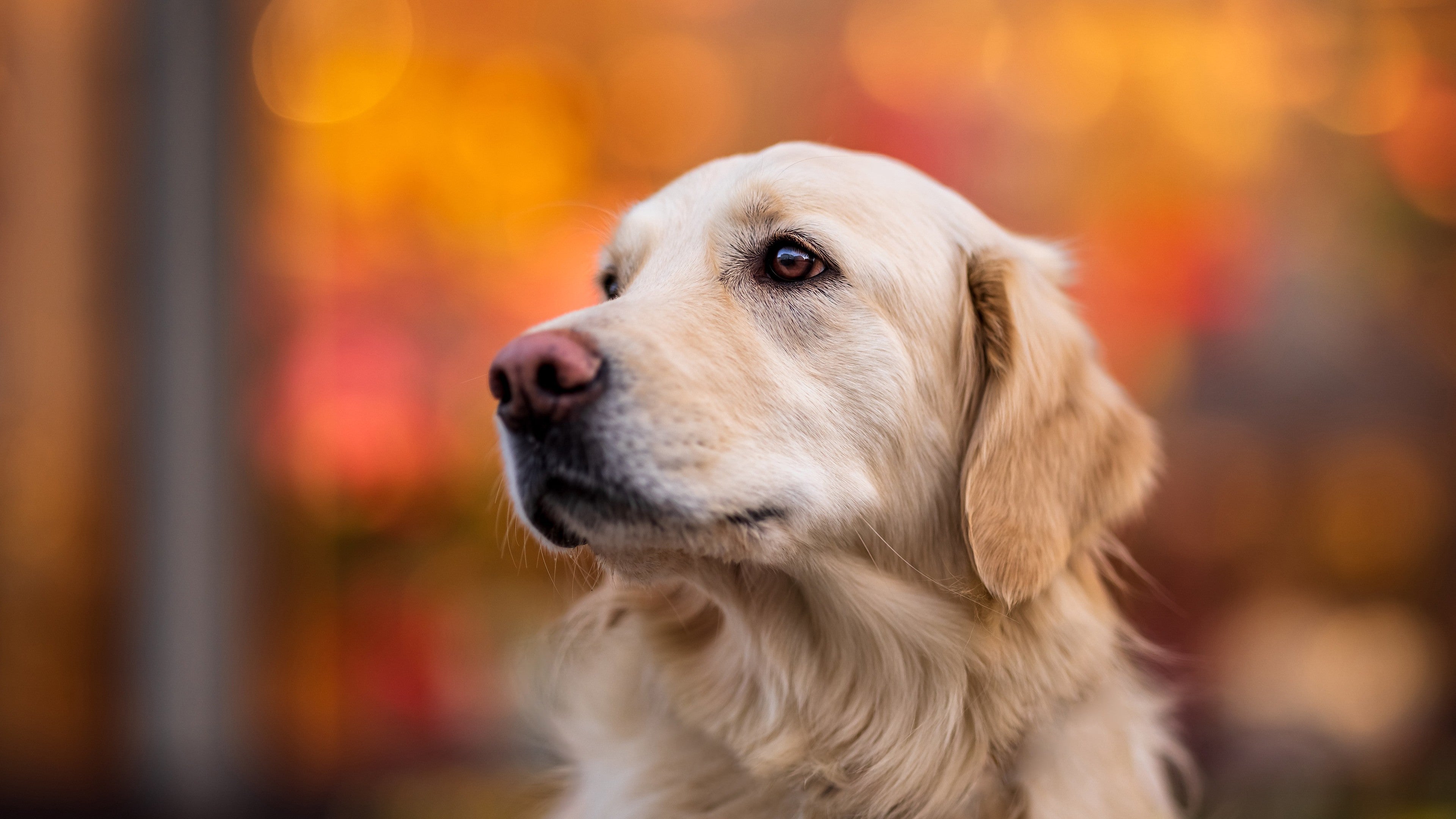8 in 1 Pet Chew with Peptides